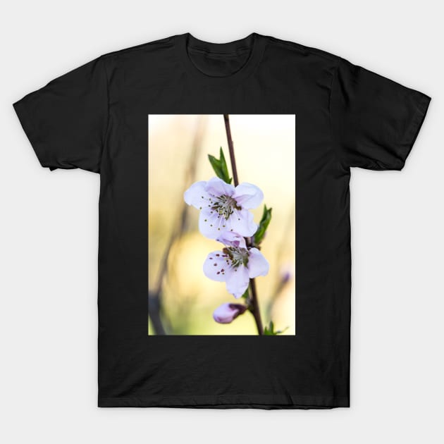 Fruit tree blossoms in spring T-Shirt by nobelbunt